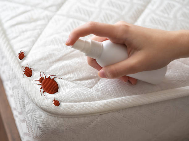 Best Flea Control Services  in Divernon, IL