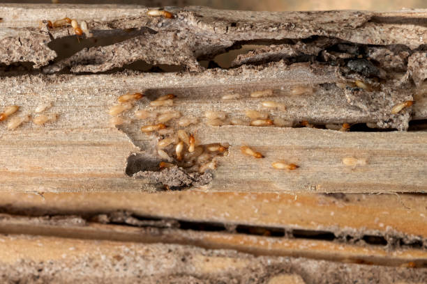 Divernon, IL Pest Control Company