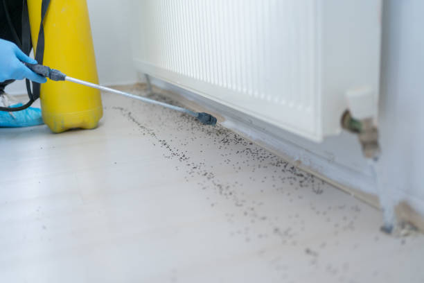 Best Exterminator Services  in Divernon, IL